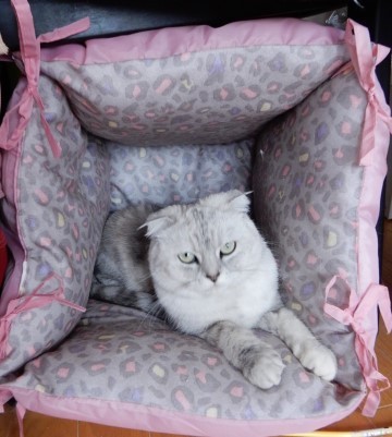 864円で作る冬用キャットハウス 猫だらけ Powered By ライブドアブログ 864円で作る冬用キャットハウス 猫だらけ Powered By ライブドアブログ