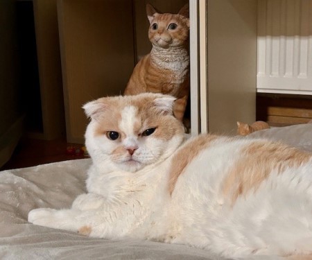 ニトリの大きなクッションを猫が1匹で使用 : 猫だらけ Powered by