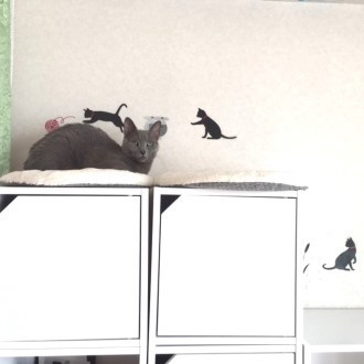 手作りキャットウォークでくつろぐななちゃん 猫だらけ Powered By ライブドアブログ 手作りキャットウォークでくつろぐななちゃん 猫だらけ Powered By ライブドアブログ