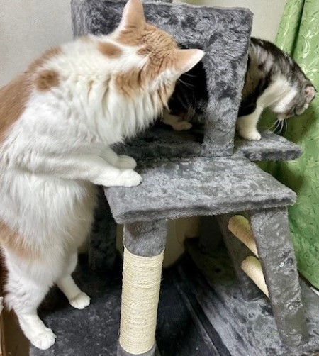 ななだけが気づいていなかったこと大雪の朝 : 猫だらけ Powered