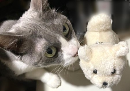 ネネちゃん、思い出してねという話と今日は4つの選挙。 : 猫