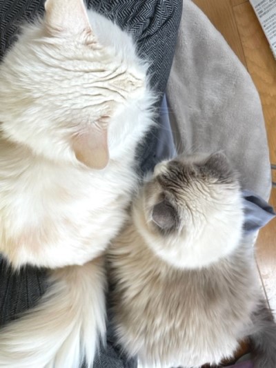 膝の上で一緒に寝る2匹の猫たち～♪ : 猫だらけ Powered by ライブドア