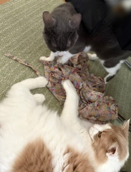 じゃれねこ『3月☆ラッキーセット14』 14歳になっても2歳の猫と激しいじゃれ合い : 猫だらけ Powered by