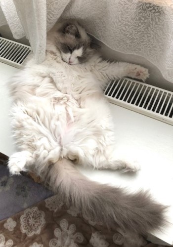 姉ネコが商品紹介の見本を見せる 猫だらけ Powered By ライブドアブログ