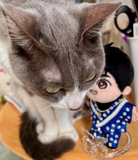 こひろみくん（郷ひろみさんのぬいぐるみ）の服作り④ : 猫だらけ