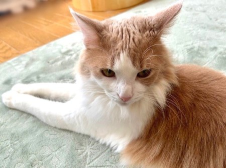 郷ひろみさんのファンの方から長い贈り物～♪ : 猫だらけ Powered by