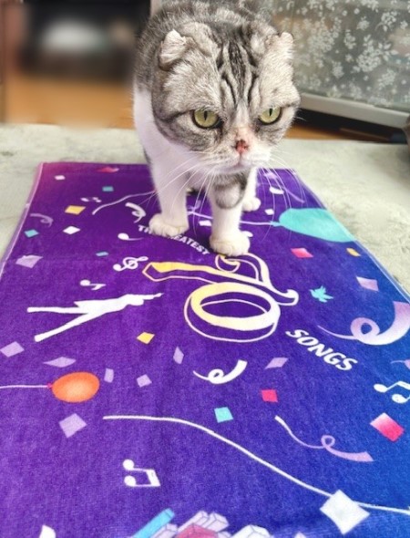 郷ひろみさんの武道館ライブのグッズとお友達からのお土産 : 猫