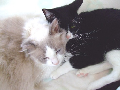 やんちゃな猫たちの影で「猫だらけ」を支えてくれた猫 : 猫だらけ 