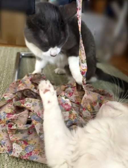 14歳になっても2歳の猫と激しいじゃれ合い : 猫だらけ Powered by