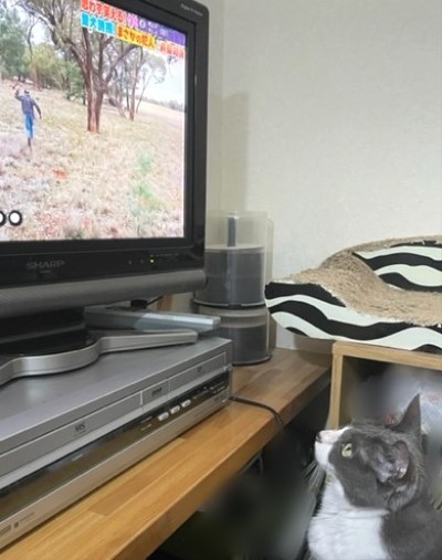 熱心にテレビを見る猫を見つめる幸せ 猫だらけ Powered By ライブドアブログ