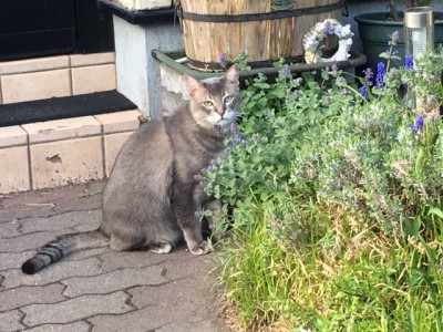 お庭に遊びに来る猫たちの目的は 猫だらけ Powered By ライブドアブログ