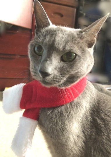 猫へのクリスマスプレゼントは何 猫だらけ Powered By ライブドアブログ