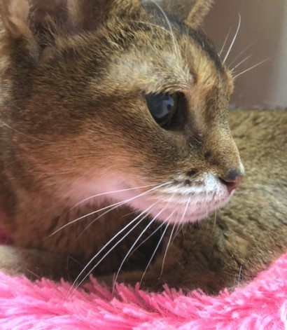 6年半通院したヴィヴィアンが残した功績 : 猫だらけ Powered by