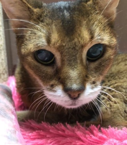 6年半通院したヴィヴィアンが残した功績 : 猫だらけ Powered by