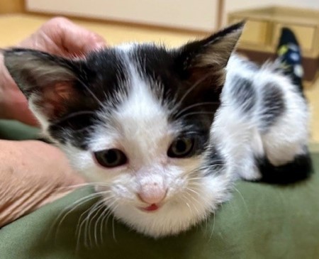 姉が保護した子猫ちゃん : 猫だらけ Powered by ライブドアブログ