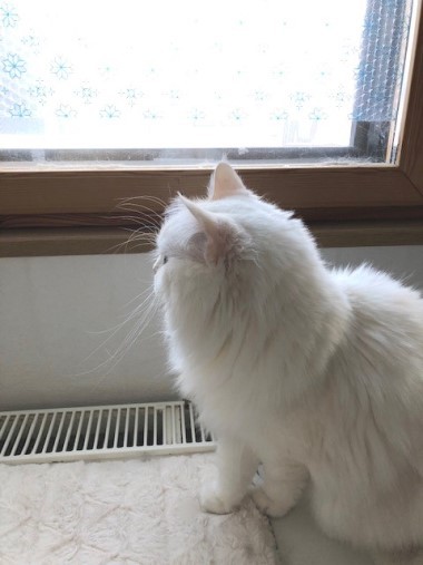 排雪作業車を夢中で見つめる猫 : 猫だらけ Powered by ライブドアブログ