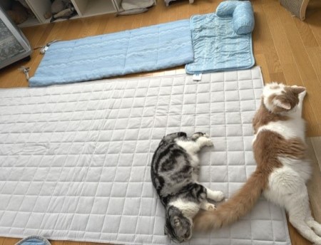 ニトリのNクール用品でくつろぐ猫たち : 猫だらけ Powered by