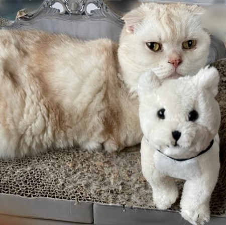 ネネちゃん、思い出してねという話と今日は4つの選挙。 : 猫