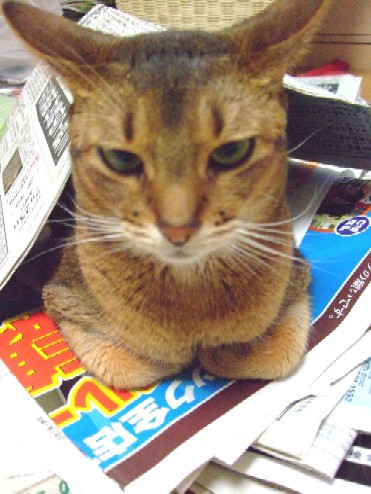 6年半通院したヴィヴィアンが残した功績 : 猫だらけ Powered by 