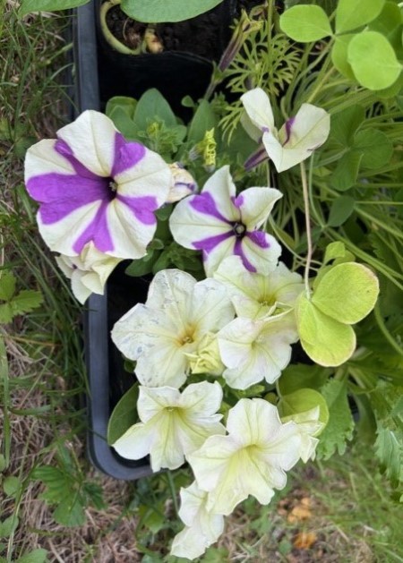 由仁町の花のまつうらさんへ行って来ました。 : 猫だらけ Powered by