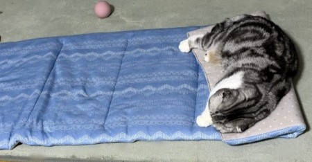 14歳になっても2歳の猫と激しいじゃれ合い : 猫だらけ Powered by
