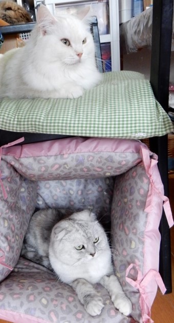 ８６４円で作る冬用キャットハウス 猫だらけ Powered By ライブドアブログ