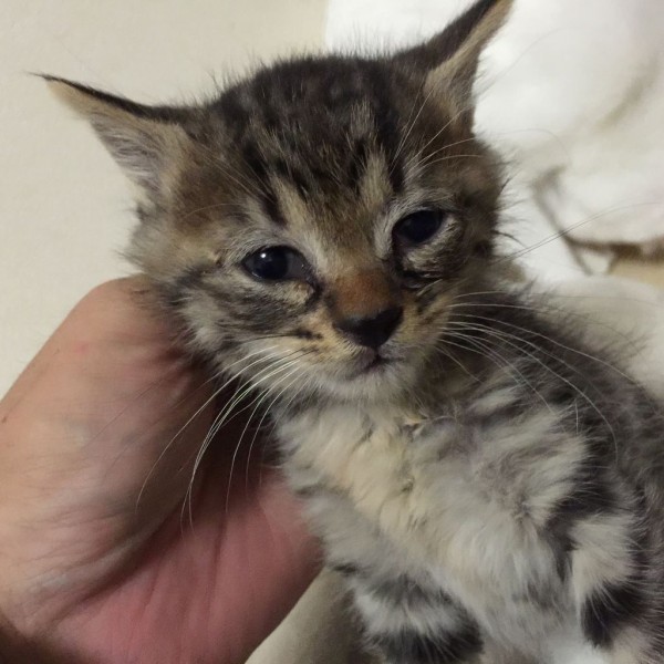 よく鳴く猫 鳴かない猫 ねこかます