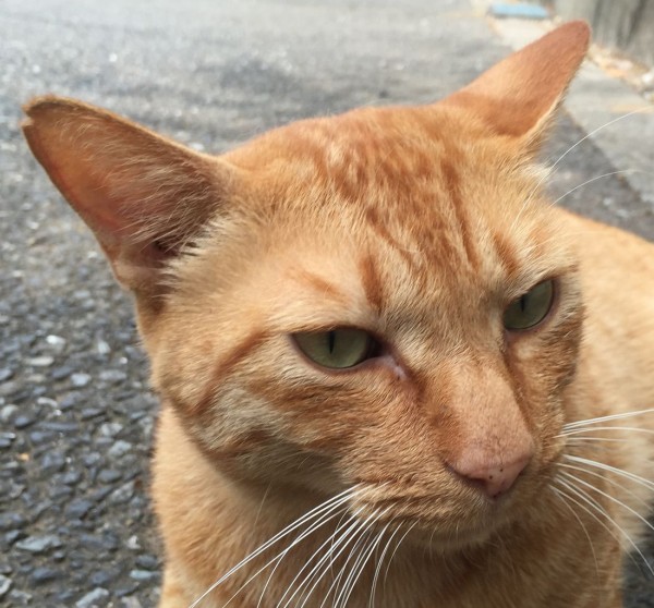 猫の相 茶トラ編 ねこかます