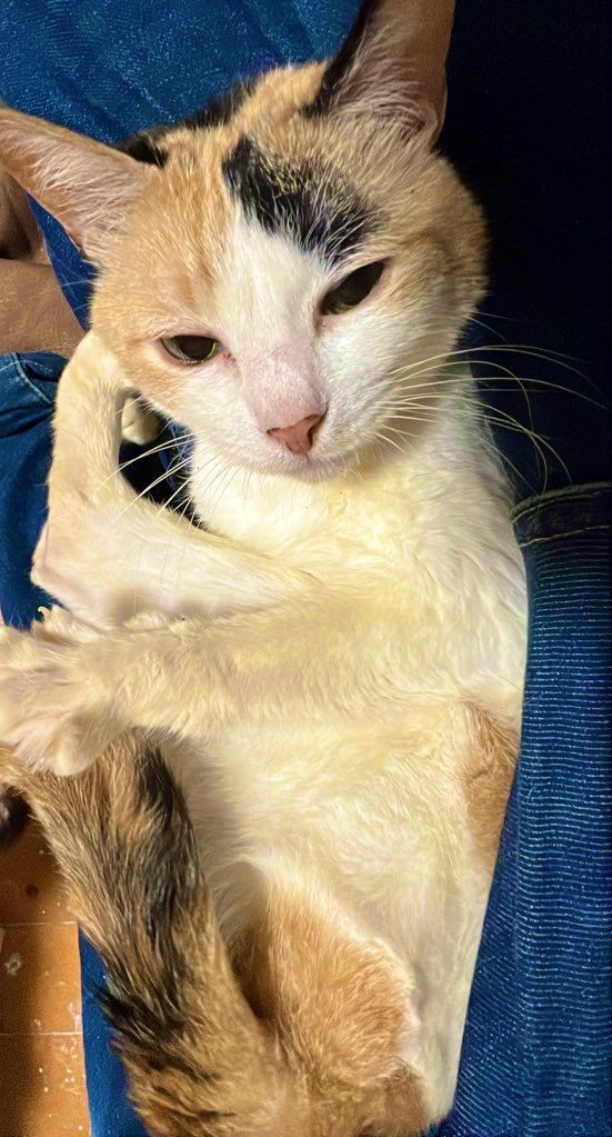 アシンメトリー模様猫 20250627 : ねこかます