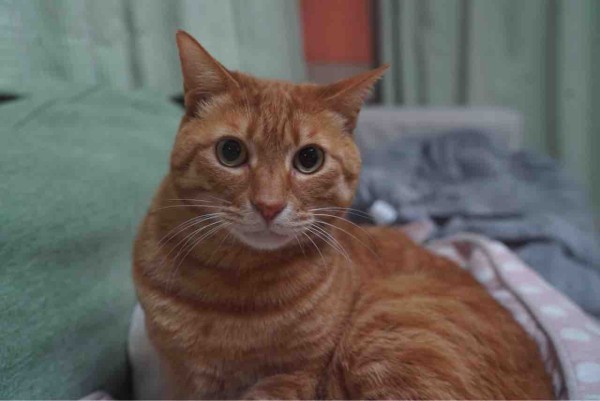 発情期と家猫 ねこかます