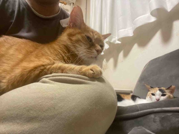 王子様猫とボス猫 ねこかます