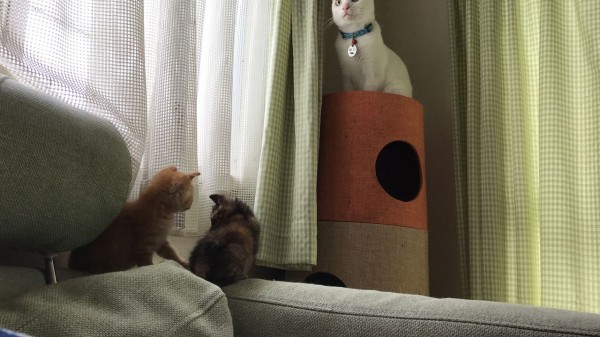 白熱宇宙猫教室 ねこかます