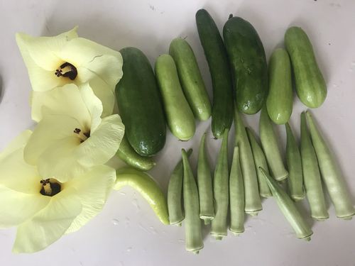 十角ヘチマ 茶豆 初収穫 とんがりパワーピーマン生理障害に ホーム玉ねぎセット球冷蔵庫へ つれづれなるままに 愛猫と白い箱の菜園と