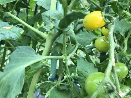 ごほうびトマトに花芽 抑制栽培脇芽挿しf1カクテルキュウリ ミニトマト初収穫 つれづれなるままに 愛猫と白い箱の菜園と