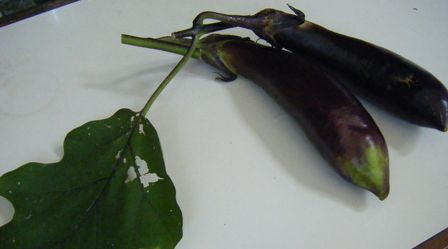 一枝一果法っていいかも つれづれなるままに 愛猫と白い箱の菜園と