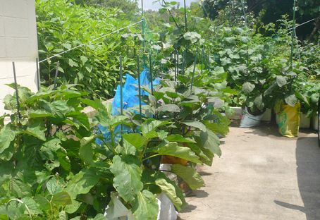 リスターダ デ ガンディア Listada De Gandia 初果収穫 トマトにカルクロン散布 つれづれなるままに 愛猫と白い箱の菜園と