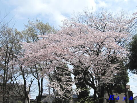 高崎公園の桜とお花見 12年4月 群馬県高崎市 3 かやのうち 蒼穹のトラベラー 関東 西日本の旅