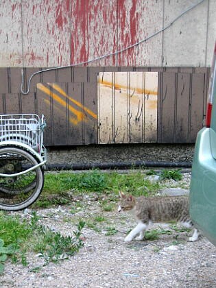 下風呂温泉の猫 １０ 猫の決闘 夏の青森の旅 ２９ かやのうち 蒼穹のトラベラー 関東 西日本の旅