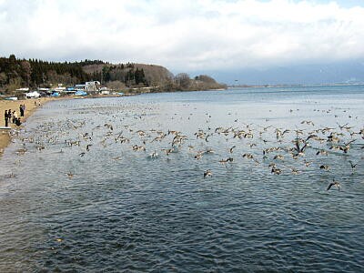 猪苗代湖 長浜の鴨たち 晩冬の福島県の旅 ４ かやのうち 蒼穹のトラベラー 関東 西日本の旅