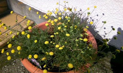 サフィニア 花ほたる 草花も雑草も育つ時期 かやのうち 蒼穹のトラベラー 関東 西日本の旅
