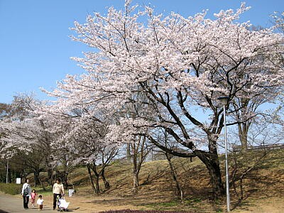 小山運動公園 小山市向野 の桜 その１ かやのうち 蒼穹のトラベラー 関東 西日本の旅