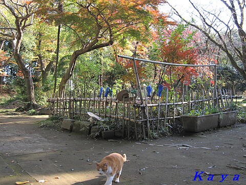 小山城山公園 ８ 紅葉とミーちゃんとマーくん 栃木県小山市 晩秋の北関東チョイ旅 10 かやのうち 蒼穹のトラベラー 関東 西日本の旅