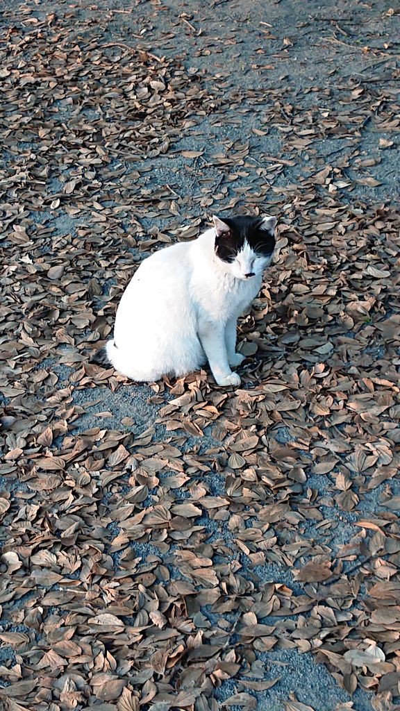 ハチワレだけじゃない おもしろ髪型特集 モケねこ調査団