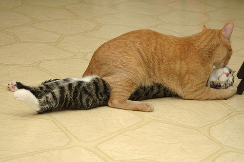 猫の押し倒しやすさは異常wwwwwwwwww : ねこ速