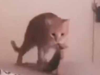 ネコと 取ってこい して遊んでいた 次はお前の番だ ほらよ 猫はこうした 猫の動画 ねこわん