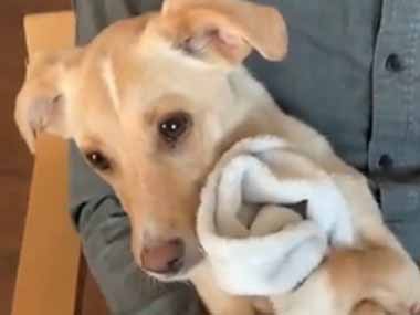 子イヌは毛布とぬいぐるみが好き そして飼い主にぴたっ しあわせですが なにか 猫の動画 ねこわん