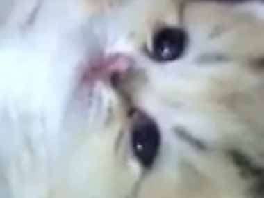 小さなネコの赤ちゃんが仰向けで「うにゃうにゃ」している → 寝返りが 