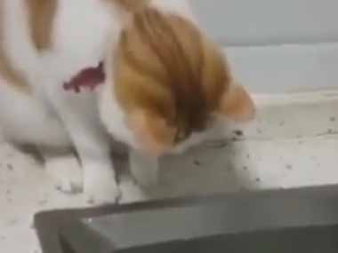 ネコ】 台所から音がする。シンクでガチャガチャ♪ → 猫が新しい遊び 