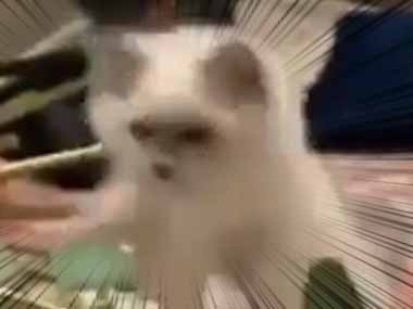 子ネコは「ラグビーＷ杯」を見たのかな？ タックルの練習にゃ 