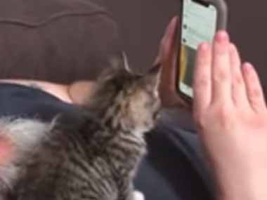 子ネコが胸の上に座っていた お父さんがスマホの画面をスクロール 子猫はこうした 猫の動画 ねこわん